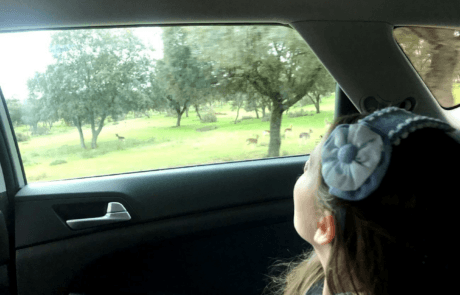 Carolina osserva dall'auto i cervi della tenuta della Zarzuela, come racconta il capitolo del libro.