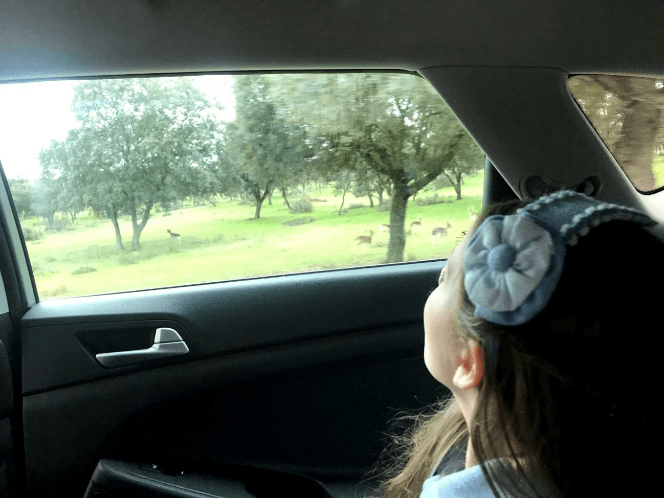 Carolina osserva dall'auto i cervi della tenuta della Zarzuela, come racconta il capitolo del libro.